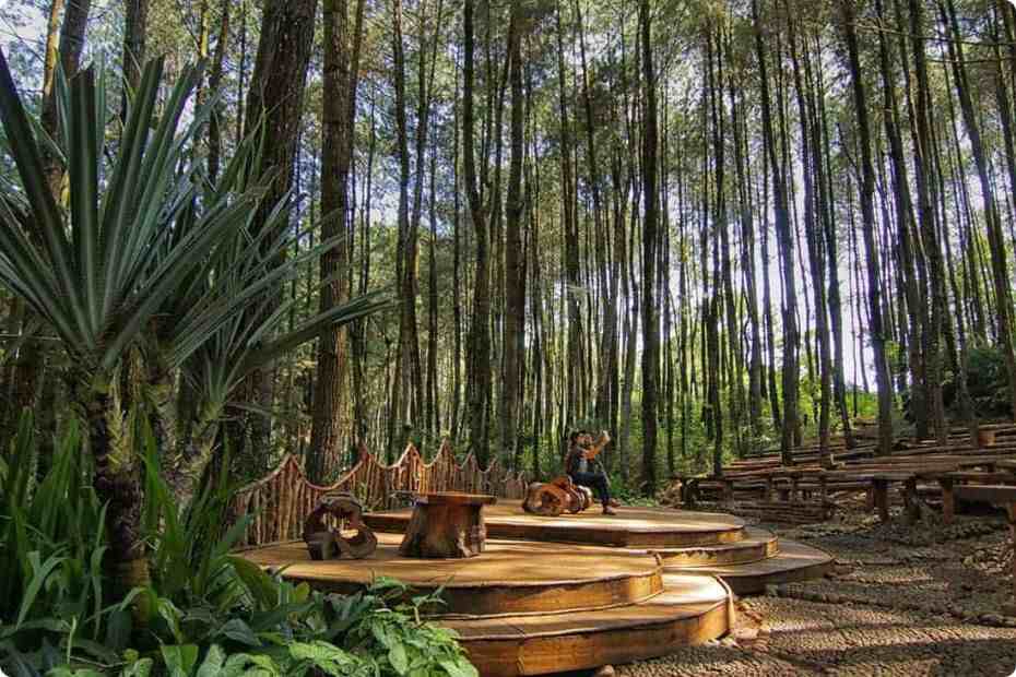 Hutan-Pinus-Mangunan