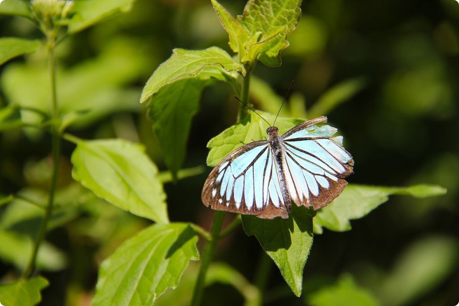 flora fauna sekitar air terjun-pringgodani