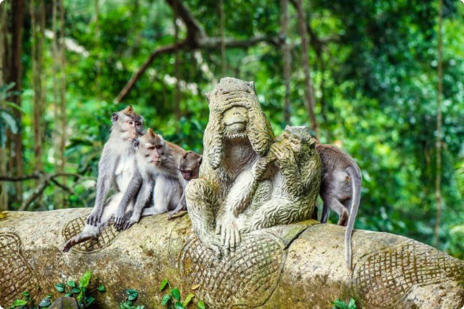 monkey-forest-ubud
