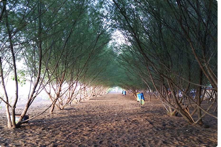Pantai Cemara